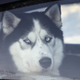 Illustration for article titled In Chicago, hungry dogs get a drive-thru food pantry, too
